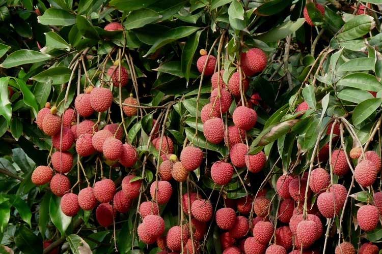 如何選擇荔枝烘干機改善荔枝干果？