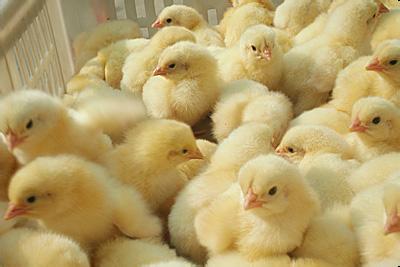 蛋孵化場加濕和濕度控制 蛋孵化場加濕和濕度控制