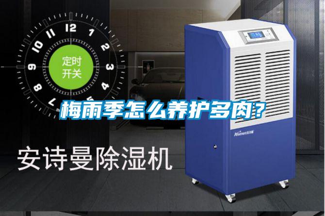 梅雨季怎么養護多肉？