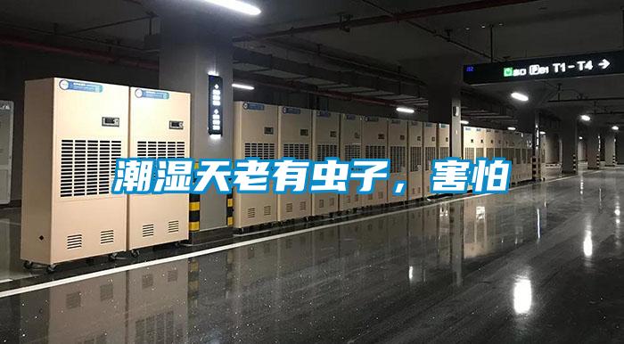 潮濕天老有蟲子，害怕