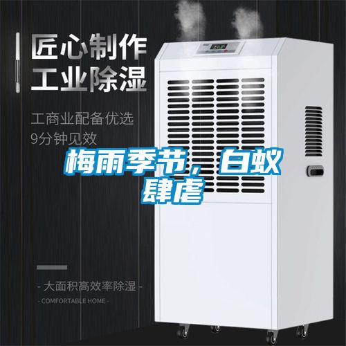 梅雨季節(jié),白蟻肆虐