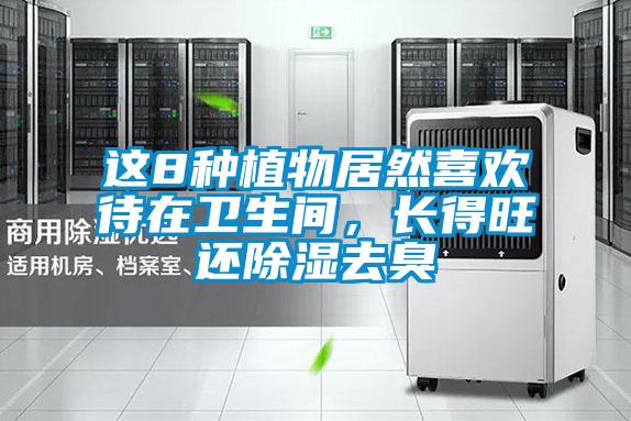 這8種植物居然喜歡待在衛生間,長得旺還除濕去臭